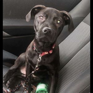 Meet your Posher, Annie